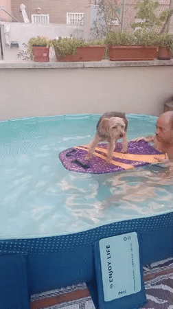 Yorkshire Terrier surfs a kiddie pool in Galapagar backyard