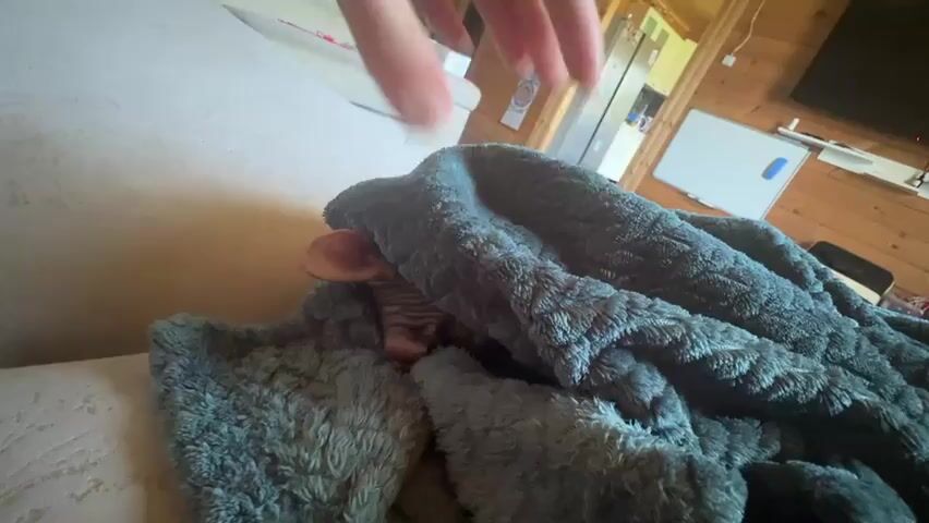 A close-up shot shows a hand gently stroking a sphynx cat wrapped in a gray fuzzy blanket. The cat's ears and part of its head are visible. The hand, adorned with a red watchband, is positioned on the blanket, and the fingers are moving in a petting motion. The background suggests an indoor setting with wooden walls and furniture, possibly a living room or den. A whiteboard and a television are visible in the distance. The lighting is natural, casting soft shadows. The overall scene conveys a sense of comfort and affection between the person and the cat.
