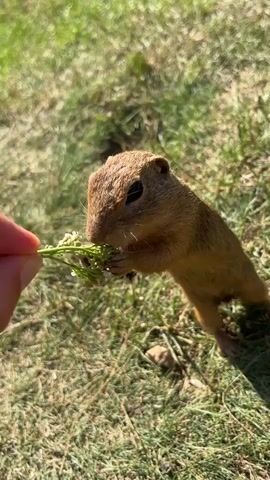 A small rodent stands on its hind legs in a grassy area, reaching out with its paws to take a sprig of green vegetation from a human hand. The rodent is facing the camera, with its eyes focused on the food. The background is blurred green grass, suggesting an outdoor environment. Sunlight is visible, casting shadows on the grass.