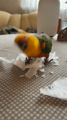 Colorful parrot tears paper towel in Khimki home