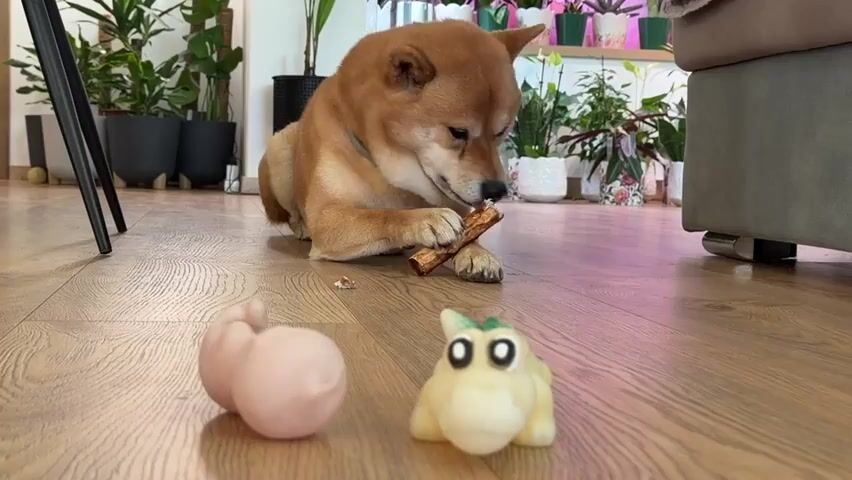 A shiba inu dog is chewing on a wooden stick on a wooden floor. Two dog toys are on the floor in front of the dog, one is a light pink, bulbous toy and the other is a yellow toy with green spikes and large black and white eyes. The dog is lying down on its stomach with its front paws supporting its head as it chews the stick. In the background, there are many potted plants and part of a couch. The lighting suggests it is daytime.