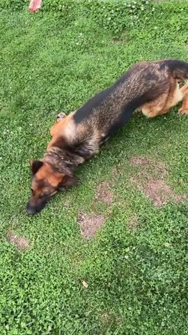 A German Shepherd dog is lying on its back on a green lawn covered with clover. The dog is tan and black with a chain collar. It rolls its body and paws in the grass. The background shows more of the lawn and a patio area with pavers.
