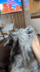 Dog receives gentle petting in Chaikovsky, Russia