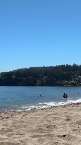 The video captures a serene beach scene on a sunny day. The camera is positioned at ground level, showing a sandy beach that slopes gently towards a body of water, possibly a bay or cove. The water is calm with small waves lapping the shore. Several people are visible in the water, some standing near the shoreline and others swimming further out. In the background, a densely wooded area extends along the coast, its greenery contrasting with the clear blue sky. The sky itself is cloudless, contributing to the bright and tranquil atmosphere.