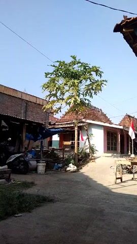 The video shows a narrow dirt path in a rural area. On the left side of the path is a low building with a corrugated metal roof, partially covered by a blue tarp. Various objects are stored under this structure, including what appear to be plastic bags, buckets, and other household items. A tall, leafy tree stands in the center of the frame, its branches reaching towards the clear blue sky. Behind the tree, a small house with a tiled roof and white walls is visible. A red and white Indonesian flag is mounted on a pole in front of the house. The ground is uneven and dusty, with some sparse vegetation growing along the edges of the path. Sunlight casts shadows, indicating it is daytime. The overall impression is of a simple, residential setting in a warm climate.