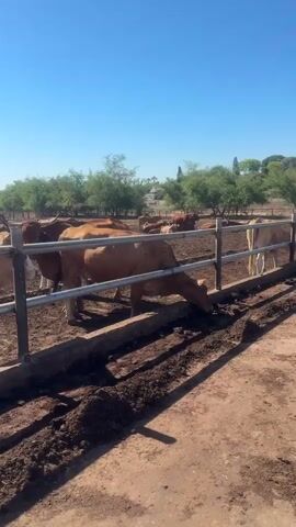 This media file showcases a scene at a cattle ranch, likely in the Shaar HaNegev Regional Council, Israel. The primary subjects are numerous cows of varying brown and tan hues, contained within a fenced enclosure. The enclosure features metal railings and a concrete trough, suggesting a feeding or watering area. The ground within the enclosure is dry, dusty earth, with some patches of dry grass or hay.

In the background, there are open sheds or shelters, providing shade for some of the cattle. A line of trees with dense green foliage borders the ranch, indicating a relatively arid but vegetated environment. The sky is a clear, vibrant blue, suggesting a sunny day with good visibility. The overall impression is one of a functional agricultural setting operating under pleasant weather conditions.

The cows appear to be calmly engaged in typical farm activities such as grazing, drinking, or resting. Their demeanor seems placid and unagitated. One cow in the foreground is actively drinking from the trough. Another is seen with its head resting on the railing. The time of day appears to be midday, given the bright sunlight and distinct shadows cast by the fencing and cattle.

There is no visible text in the media file. The scene conveys a sense of routine agricultural life in a rural, possibly warm climate. The focus is on the animals and their environment, with no human presence explicitly captured.