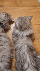 Riga resident documents cats and indoor garden collection