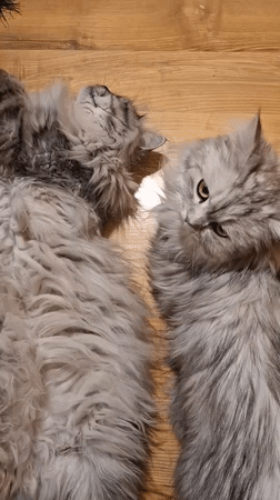 Riga resident documents cats and indoor garden collection