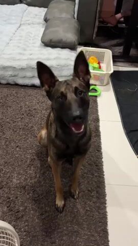 A German Shepherd dog sits on a rug, looking up at the camera. Its head is tilted to the side. In the background, a couch and a toy basket are visible. The dog's ears are perked up.