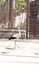 Urban stork sightings with foraging cat documented in morning