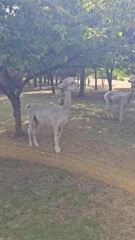 Two alpacas, one light grey and one black, stand in a grassy field under the shade of trees. The light grey alpaca is on the left, and the black alpaca is on the right. The alpacas appear to be interacting, with their heads close together, possibly touching noses. The background shows more trees and a slightly blurry field. The lighting suggests it is daytime.