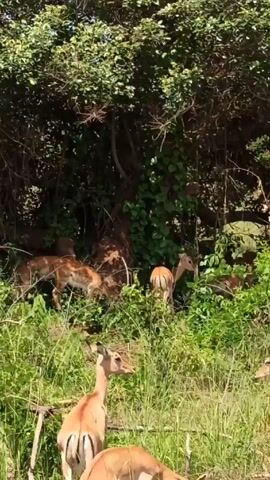The video shows a herd of impalas grazing in a grassy area near a wooded area. The impalas are mostly light brown in color and vary in size. They are seen eating grass and moving around the area. The trees provide some shade, and the overall environment appears to be natural and undisturbed.