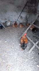 Farmyard life in Ustyvytsia: chickens, cats, and a dog