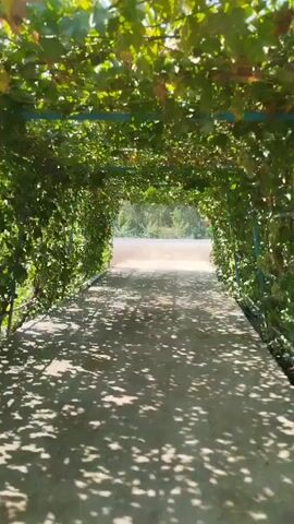 This video shows a paved path leading through a green tunnel formed by overhead vines and supported by blue poles. Sunlight casts dappled shadows on the path from the leaves above. The path recedes into the distance, where it appears to open into a brighter area with trees in the background. The video is shot from a moving perspective, suggesting someone is walking or driving down the path.