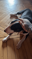 Bull Terrier enjoys quiet moment with owner in Moscow