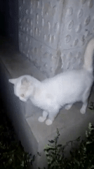 Cats, a hedgehog, and chickens in a Ukrainian backyard at dusk.