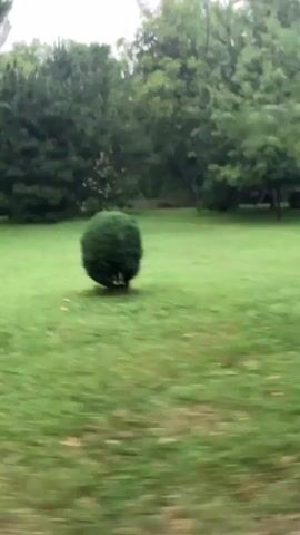 The video begins with a blurred view of a grassy area and trees. It then shifts to a first-person perspective from a bicycle, showing the handlebars and the road ahead. The camera then pans to the side, revealing a person's face looking directly at the camera with a surprised expression. The video then returns to the first-person view from the bicycle.