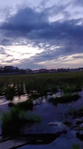 The video displays a wide shot of a flooded field under an overcast, dark blue and gray sky, indicating either dawn or dusk. In the foreground, dark water reflects the sky and clumps of green vegetation are partially submerged. In the mid-ground, a field of crops, likely rice, appears dark green and is also partially submerged in water. In the background, a row of distant buildings with reddish roofs and dark trees, including palm trees, are visible against the horizon. The camera slowly pans horizontally from the right to the left across the scene. No people are visible.