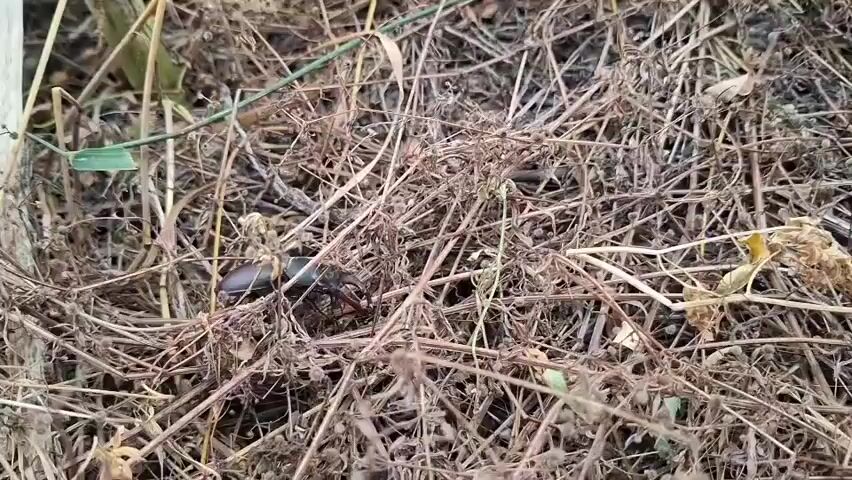 A brown beetle is seen navigating through dry grass and twigs. Its movements are slow and deliberate as it pushes its way through the dense vegetation. The beetle is mostly obscured by the surrounding plant material, with only parts of its body, such as its legs and shell, visible at times. The environment appears to be a natural outdoor setting, possibly a field or forest floor, characterized by the abundance of dried plant matter. The lighting suggests it is daytime, with soft illumination.