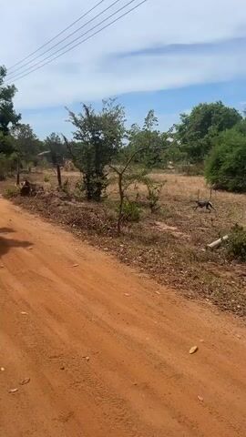 The video shows a dirt road in a rural area. The road is orange-colored and appears to be made of clay or sand. There are trees and vegetation on either side of the road. The sky is blue with some clouds. In the middle of the road, there is a monkey walking. The monkey is dark brown and appears to be a juvenile. It is walking away from the camera, towards the right side of the frame. The monkey appears to be alone and is not interacting with any other animals or people. The overall scene is peaceful and natural.