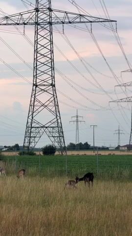 This vertical, medium shot captures a serene pastoral scene dominated by a towering electrical pylon in the foreground. The pylon, a lattice structure of dark metal, is silhouetted against a hazy sky. Multiple high-voltage power lines fan out from it, creating a complex web against the soft hues of dusk.

In the middle ground, a herd of deer grazes peacefully in a tall, dry grassland bordered by a chain-link fence. One large deer, appearing darker and with prominent antlers, stands alertly. Several smaller deer, some spotted, are scattered amongst the taller grasses. Beyond the fenced area, a neat field of green crops stretches towards a distant line of trees and more electrical towers. Hints of buildings and possibly a road are visible in the far distance.

The time of day is clearly evening, suggested by the pastel colors of the sky—pinks, lavenders, and pale blues—and the soft, diffused light. The atmosphere is tranquil and natural, with the man-made structures of the pylons contrasting with the wild grace of the deer. The location is identified as Pliening, Germany. There is no visible text in the image.