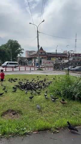 A flock of pigeons is gathered on a grassy area next to a street. In the background, a building with a peaked roof and a glass facade is visible, with several signs in Cyrillic. A traffic light pole stands in the foreground, with power lines extending overhead. A few vehicles, including a white van and a blue car, are driving on the street. The sky is overcast.