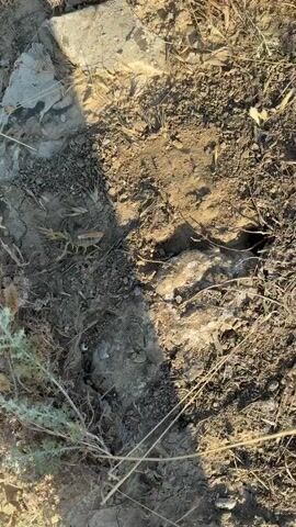A scorpion is visible walking on dry, cracked earth, with patches of dry grass and rocks scattered around. The scorpion is light in color and has a segmented tail raised in the air. The lighting suggests it is daytime.
