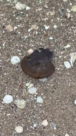 The video shows a jellyfish on a beach covered with sand and small shells. The jellyfish is mostly brown with a darker center. The camera focuses on the jellyfish and then briefly pans away. The sound of children can be heard in the background.