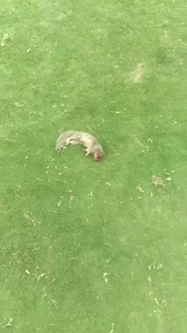 The video shows a dead squirrel lying on green grass. The squirrel is light grey with a bushy tail and visible blood around its head. The camera pans to show a grassy park area with palm trees, benches, trash cans, and a sidewalk in the background. The weather appears foggy. A person in dark clothing and blue shoes is seen walking on the sidewalk.