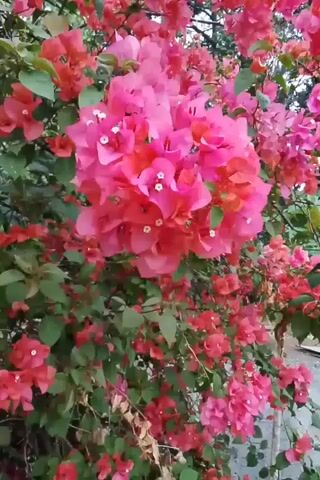 This is a close-up video of a flowering bougainvillea plant. The camera is positioned at eye level, looking up into the branches of the plant. The flowers are a vibrant pink and red, and they are in full bloom. The leaves are green and lush. The background is out of focus, but it appears to be a garden or outdoor setting. The lighting is natural, and it appears to be daytime. The video is short, lasting only a few seconds, and there is no sound.