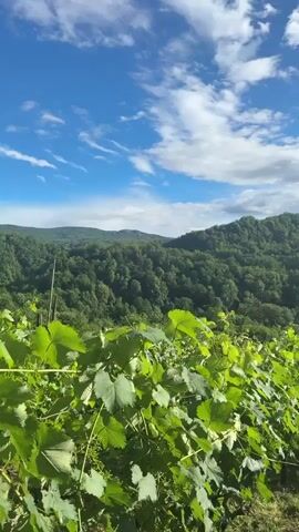 A drone shot flies over a vineyard, showing rows of grapevines in the foreground. The vineyard is situated on a hillside, with rolling green hills in the background. The sky is a clear blue with scattered white clouds. The shot is filmed during the day, with bright sunlight illuminating the scene.