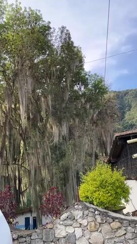 The video begins with a view of a large tree adorned with Spanish moss, its branches hanging down like curtains. In the background, a hillside covered in lush green vegetation is visible, along with a portion of a building with a tiled roof and white walls. A stone wall with red and green plants in front of it is in the foreground. The camera then pans to the right, revealing more of the building and a bright green bush. As the video continues, the perspective shifts to show the front of a white bus. The bus has windshield wipers and a sign above the windshield that reads "28 SANTOS MARQUINA". The view then moves to the interior of the bus, showing the windshield and the driver's side. The video concludes with a final shot of the bus windshield and the trees outside, with a telephone wire running across the top of the frame.