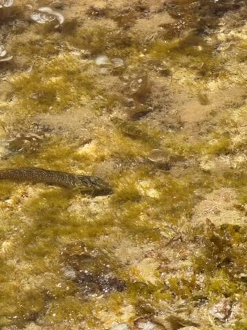 The video shows two small, slender fish swimming in shallow, murky water. The water is filled with greenish-brown algae and some lighter-colored debris. The fish are dark with lighter spots and appear to be actively moving through the aquatic vegetation. The overall environment suggests a natural body of water, possibly a tide pool or a shallow stream.