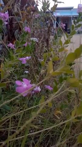 The video shows a close-up, low-angle view of a patch of vegetation. Pink and white flowers are visible among green leaves and dry grass. The camera pans slightly to the right, revealing more of the plants and a gray wall in the background. The lighting suggests it is daytime.