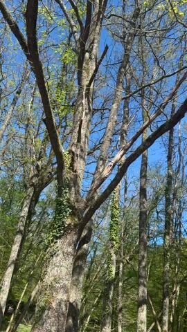 The camera pans up through the trees in a forest, showing the trunks, branches, and budding leaves against a clear blue sky. The camera moves slowly revealing more of the forest and a narrow path cutting through the undergrowth. Some trees are covered with ivy. The lighting indicates it is daytime.