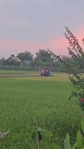 A pink and teal combine harvester moves across a green rice paddy field under a pale pink sky. In the background, several houses with peaked roofs are visible, nestled amongst trees. The foreground features green leaves and branches framing the scene, with some red flowers on the right side. The overall impression is a rural agricultural landscape during sunset.