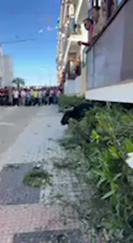 The video captures an outdoor scene in what appears to be a lively town, likely Vejer de la Frontera, Spain, given the provided context. The time of day is clear and sunny, indicated by the bright blue sky and strong light.

In the foreground, a sidewalk runs parallel to a multi-story building. Along the edge of the sidewalk and the building, there are green bushes, with numerous green leaves scattered on the pavement, suggesting recent activity or a festive tradition involving plant material. The building itself features multiple balconies on several floors, from which numerous individuals are leaning out or standing, observing something below or in the street. Their posture indicates engagement and interest in an event.

Further down the street, a crowd of people is gathered, though their specific activities are not entirely clear due to the distance and slight blurriness. Colorful decorative flags or bunting are strung across the street overhead, adding to a festive atmosphere. The overall impression is one of a community event or celebration where people are congregating to watch something unfolding in the street. No discernible text is visible in the video.