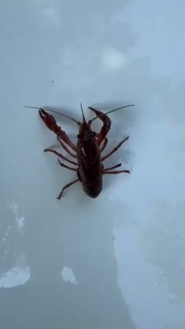A crawfish is shown on a white surface. The crawfish is dark red and has its claws raised. The crawfish's antennae are extended. The surface appears to be wet, with some water pooling around the crawfish. The lighting suggests the video was taken outdoors or in a well-lit indoor space. There are no other objects or people visible in the frame. The video consists of a static shot with very minor, subtle movements, possibly due to a slight shift in the camera or the crawfish.