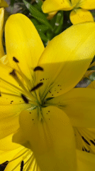 Yellow lilies and summer skies in a Blagoveshchensk courtyard