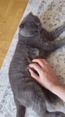 Cat owner documents pet during morning construction activity