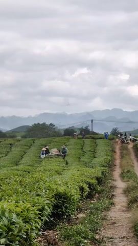 The video shows a tea plantation on a cloudy day. In the foreground are rows of green tea bushes.  A dirt path runs between the rows. Several people are working in the tea field, and others are gathered near the path with motorcycles. In the background, there are mountains.