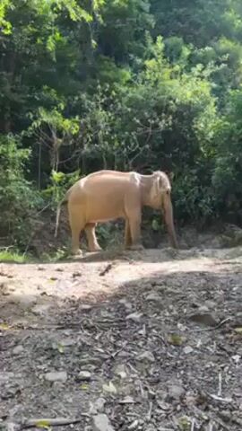 The video shows an elephant on a dirt path. The elephant is tan or light brown in color. It stands still, facing slightly to the right, in front of a lush green forest. The ground is covered in dirt, rocks, and some leaves. The sunlight filters through the trees, creating patches of light and shadow on the ground.