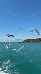 Seagull Flock Spotted Over Turquoise Waters Near Rocky Island
