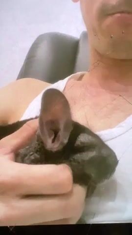 A person in a white tank top is holding a small, dark-colored animal, possibly a chinchilla, in their arms. The person's face is partially visible, showing a mustache and some facial piercings. The animal's large ears are prominent. The background appears to be an indoor setting with a dark chair. The video is grainy and has some visual artifacts.