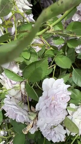 The video pans upward from a rose bush of lavender colored roses to a chicken coop, where a white rooster stands atop a piece of lumber. Other chickens can be seen in the coop below. The rooster crows.
