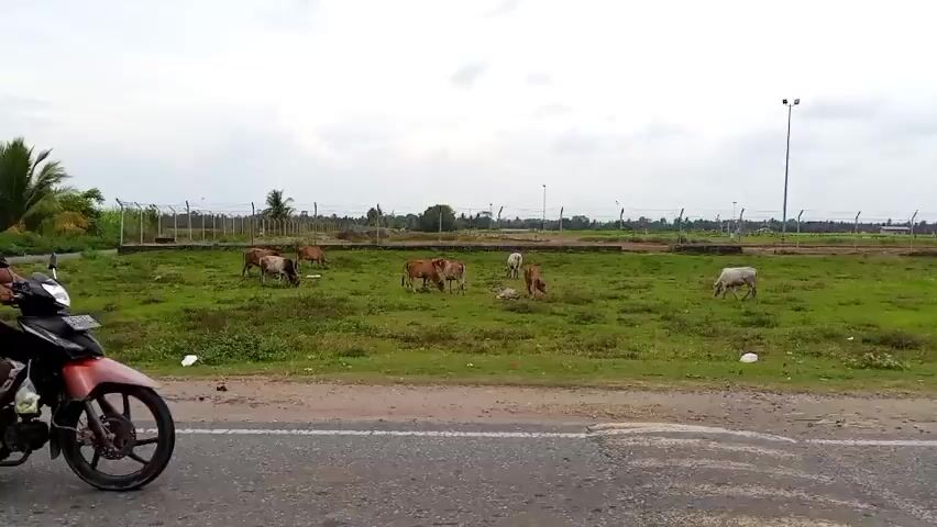 A person wearing a light brown shirt and a black cap is riding a red motorcycle. A woman wearing a light orange hijab and a grey and white patterned garment is sitting behind the rider, holding a baby. The motorcycle is on a paved road. To the right of the road is a grassy field with several cows grazing. A fence runs along the far side of the field, with some palm trees and vegetation visible beyond it. The sky is overcast.