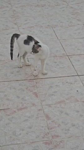 A white and black cat stands on a tiled floor. The cat is looking to the right with its head down. It then turns its head and looks directly at the camera.