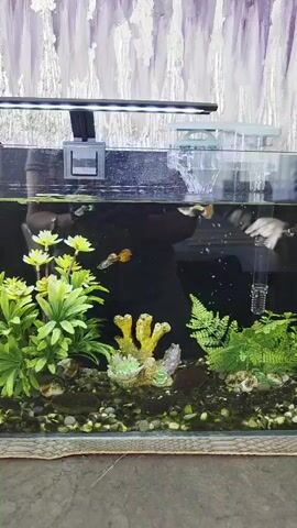 The video displays a well-lit aquarium containing several small fish, artificial plants, and decorative coral. A filter is visible attached to the back wall of the tank, and a person's reflection can be seen in the glass. The fish are swimming amongst the plants and decorations. The overall environment appears to be a home setting, with a patterned wallpaper visible in the background.