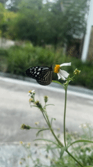 Butterflies feed among tropical gardens in Koh Phangan, Thailand