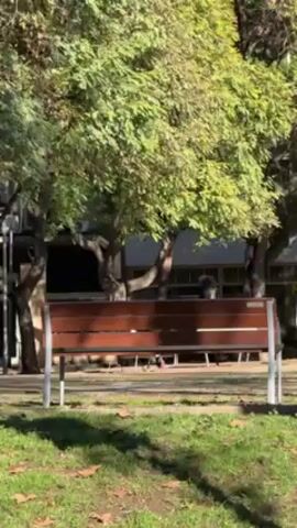 The video shows a brown wooden bench with metal supports sitting in a grassy area with trees. In the background, there is a building. The scene appears to be outdoors in a park or similar setting.